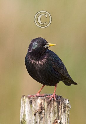 Starling DM0849